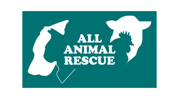 All Animal Rescue – Saving Lives, One Paw at a Time